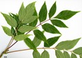 SpeciesSub: var. tanakae